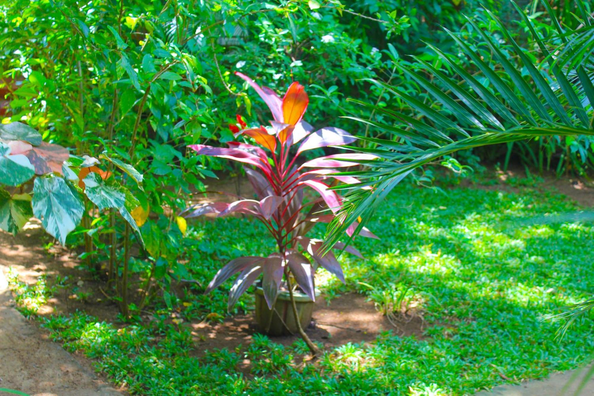Sunrise Cottage Sigiriya Exterior foto